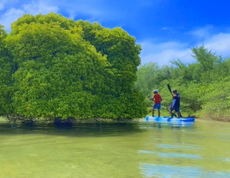 Kayak through mangrove of Addu city nature park