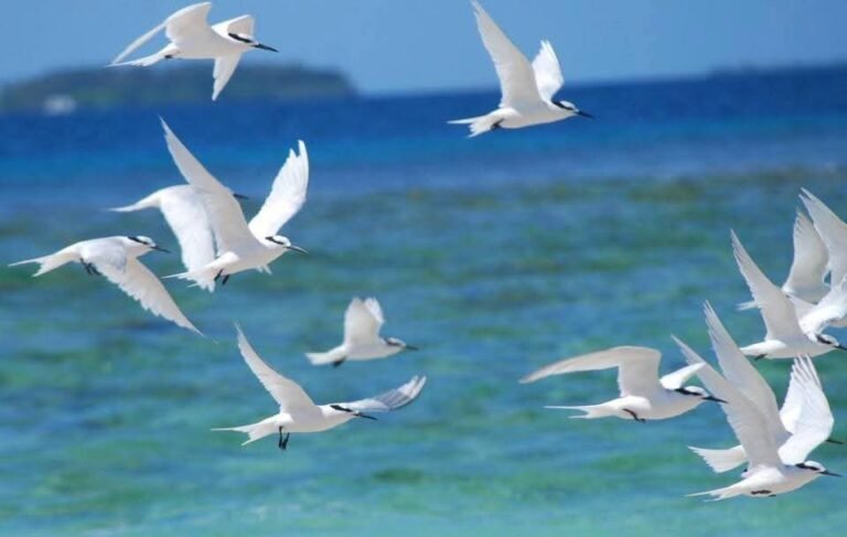 The iconic bird of addu City, Dhondheenaa flying around nature Park