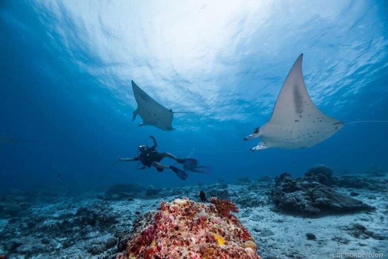 Diving with Manta Rays. visible throughout the year
